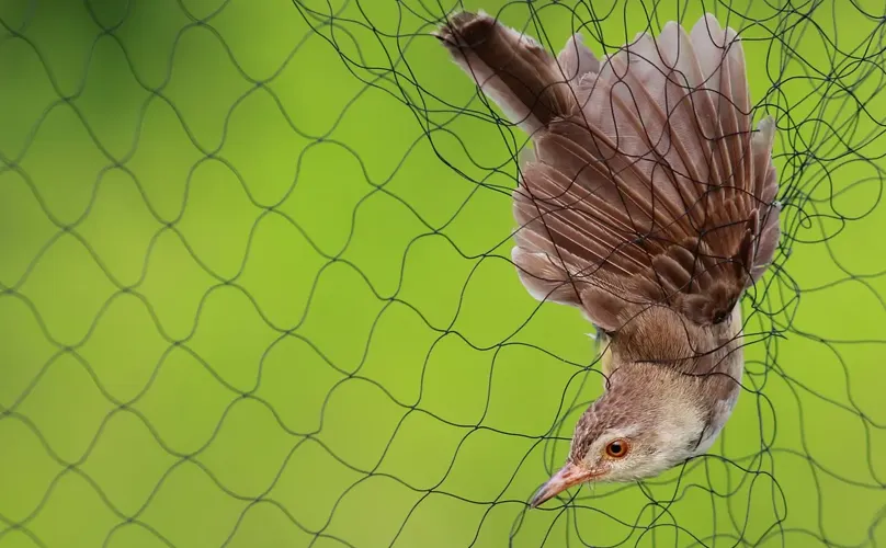 Bird Protection Nets In Bangalore