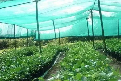 Green House Shade Nets In Bangalore
